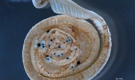 GUS transient expression in the sugarcane leaf roll disc tissue.