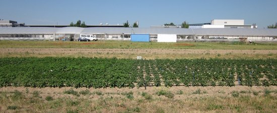 <p>Abb. 1: Feldversuch mit 34 Kartoffelsorten, die bei optimaler (links) und reduzierter (rechts) Wasserversorgung auf einem leichten Sandboden im trockenen Frühsommer 2011 in Potsdam kultiviert wurden.</p>