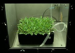 Arabidopsis grown hydroponically in a <sup>13</sup>CO2-atmosphere under environmentally controlled conditions. Plants are grown in hydroponic containers to have access to root material.