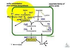 Die beiden schwefelhaltigen Aminosäuren Cystein und Methionin sind wichtig für unsere Ernährung. Methionin kann der menschliche Körper gar nicht, Cystein nur teilweise selbst synthetisieren.