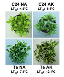 Figure_1_Ara_Accession1
