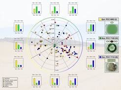 Polar plot graph showing the difference in metabolite patterns among the cyanobacterial strains Synechocystis sp. PCC 6803, Nostoc sp. PCC 7120, and Oscillatoria sp. PCC 7112.