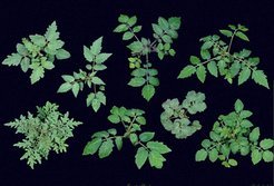 Different tomato accession lines (<em>Solanum spec.) </em>and <em>Arabidopsis thalian</em>a are the most important model organism for the group.