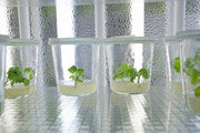 Gewebekulturen in den Klimakammern des Instituts