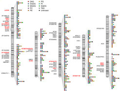 <p><strong>Genetische Karte der Ackerschmalwand (<em>Arabidopsis</em> <em>thaliana</em>). </strong>Mit Hilfe der genomweiten Assoziationsstudion (GWAS) lassen sich genetische Karten erstellen. Diese hier zeigt Gene, die sich mit dem Lipidstoffwechsel in Zusammenhang bringen lassen. </p>