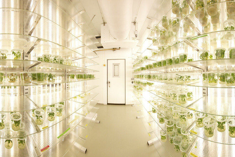 Phd thesis plant physiology