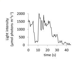 <p>Snapshot of light intensity changes in a corn field canopy</p>