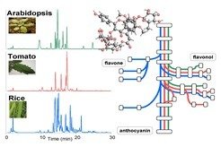 Dr. Takayuki Tohge Reconstruction of metabolic framework of plant secondary metabolites by LC-MS based analysis suggests presence of novel genes involved its pathway.
