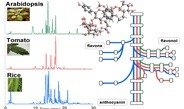 <p>Das Projekt von <strong>Dr. Takayuki Tohge</strong> fokusiert sich auf die Charakterisierung von Genen, die im Sekundärmetabolismus aktiv sind. Die Gruppe untersucht verschieden Pflanzen, einschließlich der Ackerschmalwand, Tomate, Tabak, Mais und Reis. Hauptfokus liegt dabei auf dem Vergleich zwischen verschiedenen Arten, welcher die Basis für die Nutzung des „metabolic engineering“ in Pflanzen schaffen soll.</p>