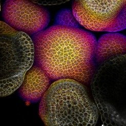 <p>Depth-color coded images of aligned confocal Z-sections of <em>Arabidopsis</em> inflorescence meristem.</p>