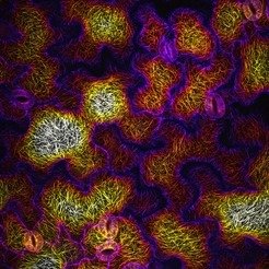 <span>A depth color-coded set of aligned confocal Z-sections of microtubule arrays (mCherry:TUA5) in <em>Arabidopsis</em> leaf epidermal pavement cells, which exhibit complex polarity.</span>