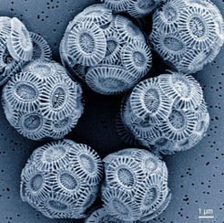 <p><em>Emiliana huxleyi</em> and other coccolithophorid algae reside within a shell assembled of elaborately-shaped discs or rods called coccoliths and made of the mineral calcium carbonate. Fossil coccoliths open a window to the climate in the past while contemporary coccolith formation influences our current and future climate.</p>