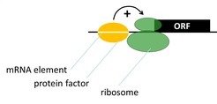 <span>mRNA <em>cis</em>-elements and protein <em>trans</em>-factors regulate translation.</span>