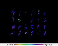<p>Mit Hilfe der Chlorophyll-a Fluoreszenzmessung von Keimlingen der Ackerschmalwand, die mit verschiedenen Chemikalien behandelt wurden, konnte eine Chemikalie identifiziert werden, die den photosynthetischen Elektronentransport hemmt.</p>
