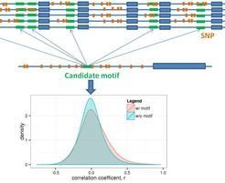 <p>Abbildung 1: Die Integration von Sequenz- und Expressionsdaten führte zur Identifizierung neuer regulativer Elemente im Genom der Pflanze Arabidopsis thaliana (Korkuć et al., Plant Phys, 2014)</p>