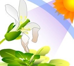 © Takayuki Tohge, MPI-MP <p><em>UV radiation can cause harmful effects on plants, including bleaching of leaves and damages of flowers.</em></p>