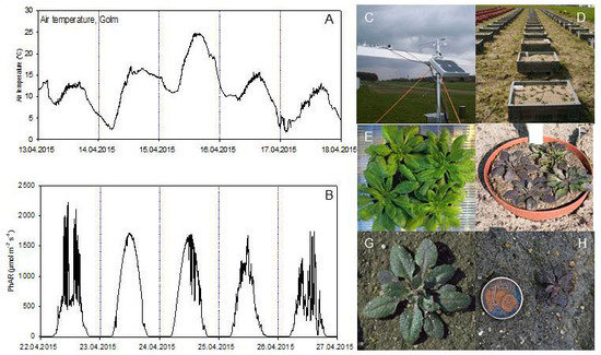 <p>Abb. 3. <strong>Arabidopsis am natürlichen Standort.</strong> Temperatur- (A) and Lichtintensitätsfluktuationen (B) am Standort während der Samenbildung bei <em>Arabidopsis thaliana</em>. Klimastation (C). Feldversuche mit Arabidopsis (D). Phänotyp von <em>Arabidopsis thaliana</em> im Gewächshaus (E) und am natürlichen Standort (F). Rotfärbung durch Anthozyanakkumulation bei Arabidopsisaccessionen nach kombiniertem Kälte- und Hochlichtstress. (G, H).</p>