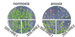 Figure_1_Mol_Responses_to_O_Availability