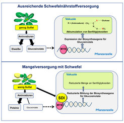 <p><em>SDI unterdrückt die Biosynthese von Glucosinolaten bei Schwefelmangel (-S) durch Wechselwirkung mit dem Transkriptionsfaktor MYB28. MYB28 ist die Hauptregelgröße, die es Pflanzen ermöglicht, Schwefel für den Sekundärstoffwechsel bereit zu stellen und so unter anderem Glucosinolate (Senfölglykoside) für die Schädlingsabwehr zu bilden. Unter Schwefelmangelbedingungen sorgt SDI dafür, dass Schwefel vornehmlich für den Primärstoffwechsel verwendet wird.</em></p>