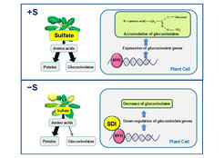<p><em>SDI represses biosynthesis of glucosinolates under sulfur deficient environment (−S) by interacting with MYB28, a major regulator of the pathway, which enables plants to prioritize sulfur usage for primary metabolism under −S. </em></p>