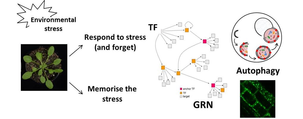 Plant responses to stress are controlled by multiple layers of regulation, including e.g. TF-GRNs and autophagy.