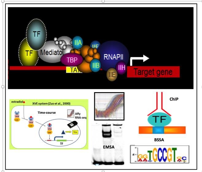Methods to identify genregulatory networks (GRNs) of transcription factors (TFs).
