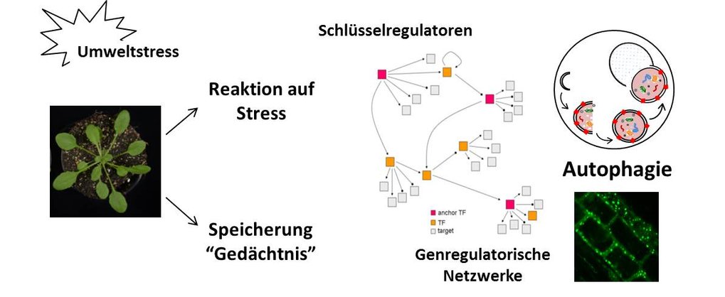 <span>Reaktionen auf Stress werden in Pflanzen durch vielfältige Regulationsmechanismen gesteuert, unter anderem Schlüsselregulatoren (Transkriptionsfaktoren) und der Autophagie.<br /></span>