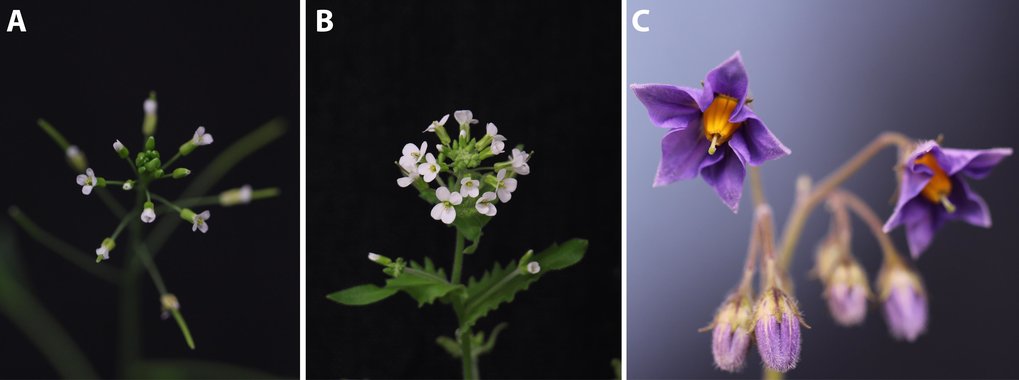 AG Wahl arbeitet an diesen drei ausgewählten Pflanzenspezies.<br />A) <em>Arabidopsis thaliana</em><br />B) <em>Arabis alpina</em><br />C) <em>Solanum tuberosum</em>