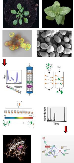 <p>Arabidopsis (plant and cell cultures), tobacco and yeast are used as starting material for the biochemical and –omics analysis resulting in protein-metabolite interaction networks and identifications of the ligand-receptor pairs. Yeast photo was reproduced from WIKIPEDIA (taken by Mogana Das Murtey and Patchamuthu Ramasamy)</p>