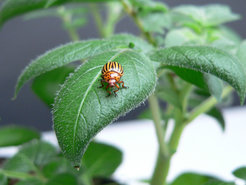 Colorado potato beetle (<em>Leptinotarsa decemlineata</em>): On average 40 to 50 cm2 of leaf material are eaten by each of the beetles’ larvae. Infestation with Colorado potato beetles can result in crop losses up to 50 per cent, if there is no pest control.