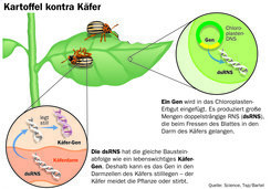 A gene is inserted into the chloroplast gene. It produces large amounts of double-stranded RNA (dsRNS) that enter the beetle's gut when the leaf is fed.<br />The dsRNA has the same sequence as a vital beetle gene. This results <span>in the silencing of the gene in the beetl's gut cells - the beetle avoids the plant or dies.<br /></span>
