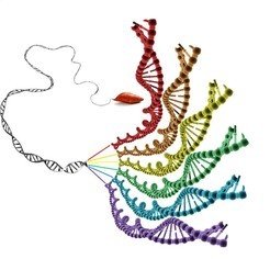 The hexaploid sweet potato has six copies of each chromosome.