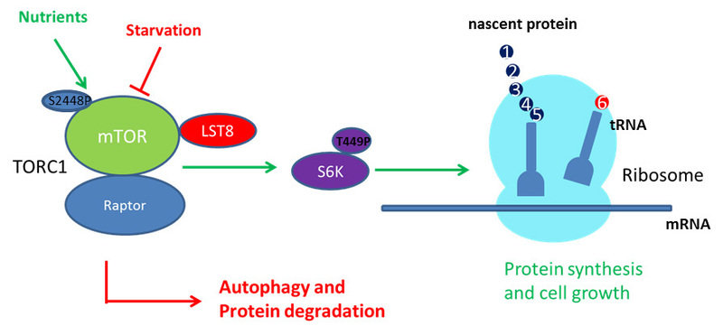 TOR pathway: Active TOR (permissive conditions) leads to growth and translation, while inactivated TOR (starvation conditions) leads to growth arrest and nutrient recycling.