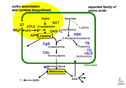 Die beiden schwefelhaltigen Aminosäuren Cystein und Methionin sind wichtig für unsere Ernährung. Methionin kann der menschliche Körper gar nicht, Cystein nur teilweise selbst synthetisieren.