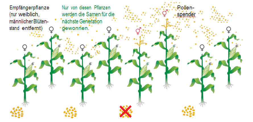 Frag die Gerste MaxPlanckInstitut für molekulare Pflanzenphysiologie