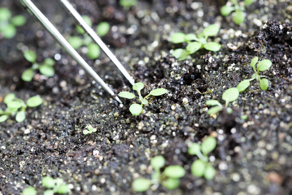 Pikieren von Arabidopsis-Keimlingen. Die Pflanzen eignen sich dank ihrer kurzen Generationszeit und des vollständig entschlüsselten Genoms besonders gut für Experimente.