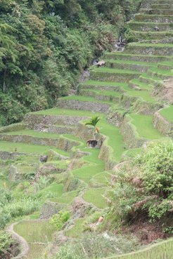Rice terrace view.
