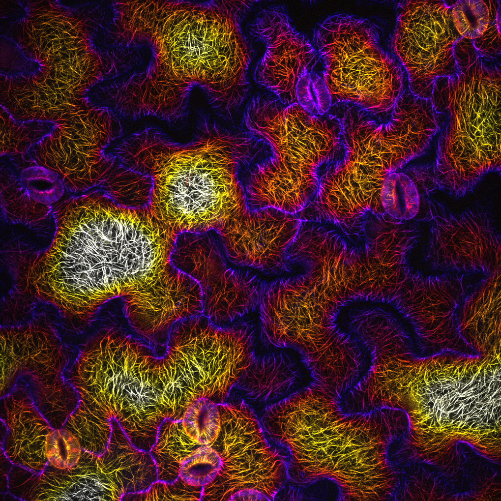 <span>A depth color-coded set of aligned confocal Z-sections of microtubule arrays (mCherry:TUA5) in <em>Arabidopsis</em> leaf epidermal pavement cells, which exhibit complex polarity.</span>