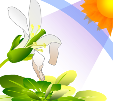 © Takayuki Tohge, MPI-MP <p><em>UV radiation can cause harmful effects on plants, including bleaching of leaves and damages of flowers.</em></p>