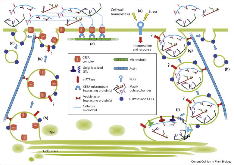 plan cells essay plan cells essay