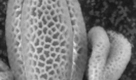 Arabidopsis pollen grain, mutant.