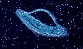 Arabidopsis seedling root.