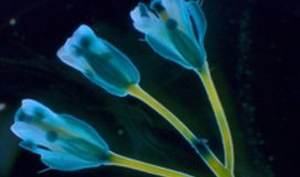Arabidopsis flower stained with GUS