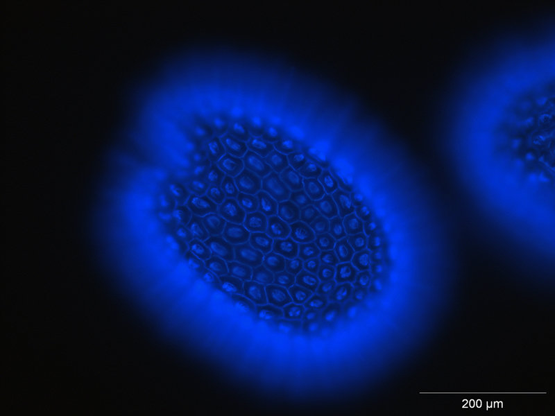 Arabidopsis seed stained with calcofluor