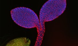 Arabidopsis seedling with seed