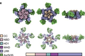 Receptor structures at the plant-microbe interface
