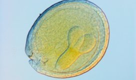 Arabidopsis seed development.