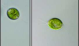 Chlamydomonas reinhardtii