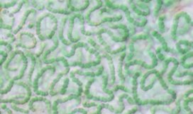 Culture of Cyanobacteria