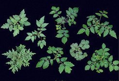 Verschiedene Arten der Tomate (<em>Solanum spec.</em>) sind neben Arabidopsis-Ökotypen die wichtigsten Modellsysteme der Gruppe.